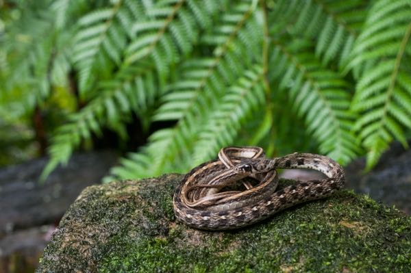 Buff Striped Keelback (Amphiesma stolatum)