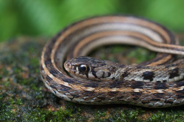 Buff Striped Keelback (Amphiesma stolatum)