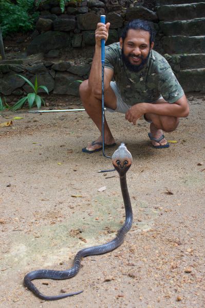 Indian Cobra (Naja naja)
