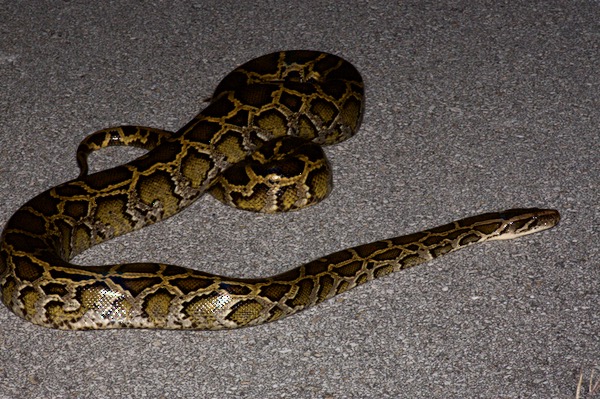 Burmese Python (Python bivittatus)