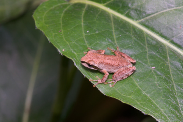 Sierran Treefrog (Pseudacris sierra)