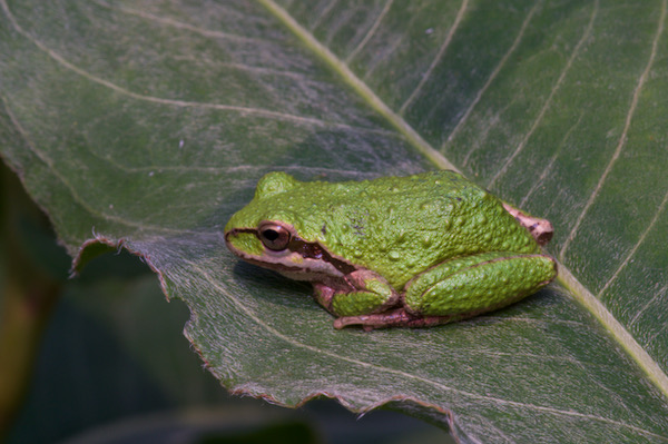 Sierran Treefrog (Pseudacris sierra)