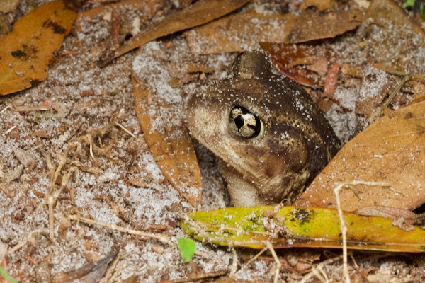 Eastern Spadefoot (Scaphiopus holbrookii)