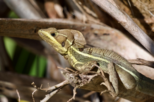 Brown Basilisk (Basiliscus vittatus)