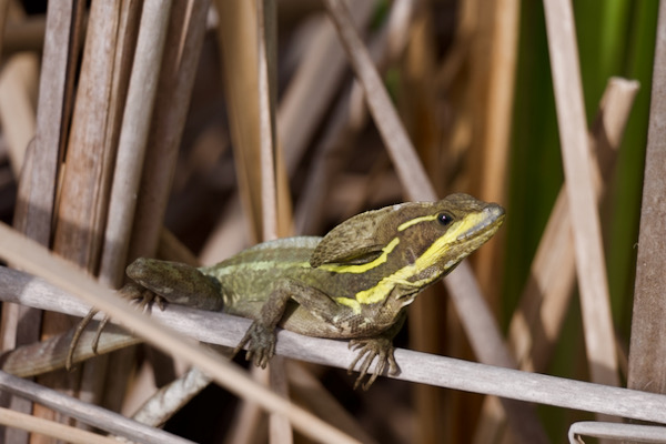 Brown Basilisk (Basiliscus vittatus)