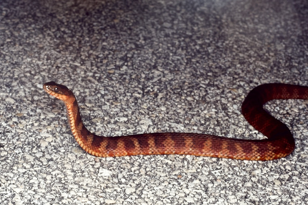 Mangrove Saltmarsh Watersnake (Nerodia clarkii compressicauda)