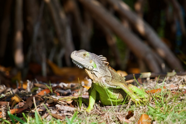 Green Iguana (Iguana iguana)