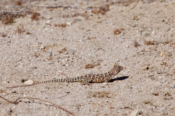 Blunt-nosed Leopard Lizard (Gambelia sila)