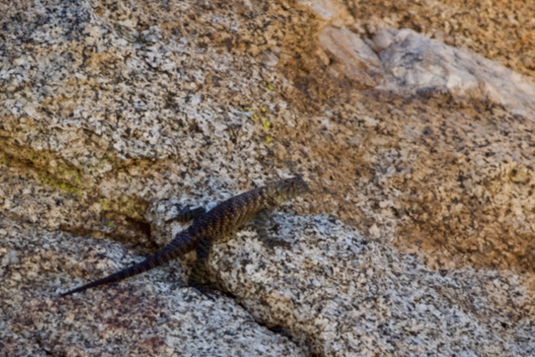 Granite Spiny Lizard (Sceloporus orcutti)