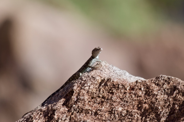 Mearns’s Rock Lizard (Petrosaurus mearnsi)