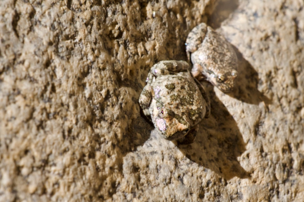 California Treefrog (Pseudacris cadaverina)