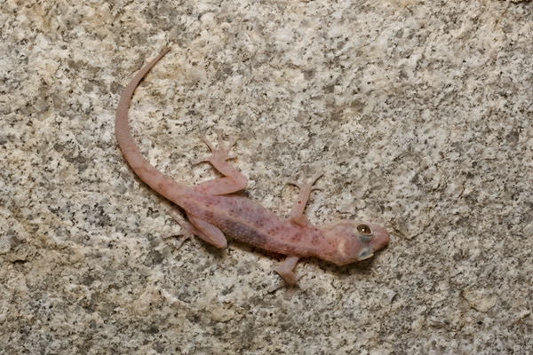 Peninsular Leaf-toed Gecko (Phyllodactylus nocticolus)
