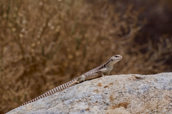 Northern Desert Iguana (Dipsosaurus dorsalis dorsalis)