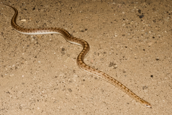 Mohave Glossy Snake (Arizona elegans candida)