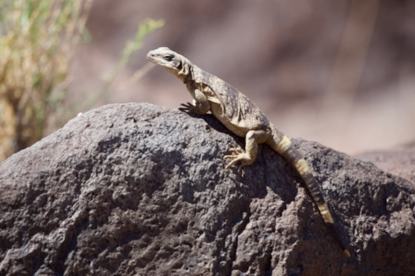 Common Chuckwalla (Sauromalus ater)