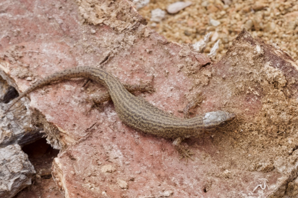 Desert Night Lizard (Xantusia vigilis)