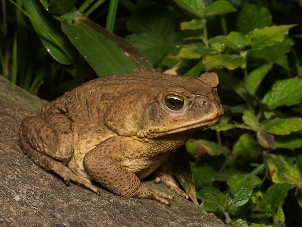 Cane Toad (Rhinella marina)