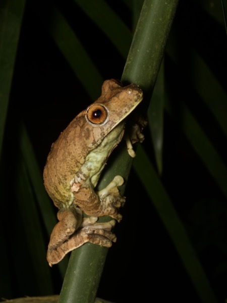 Map Treefrog (Boana geographica)