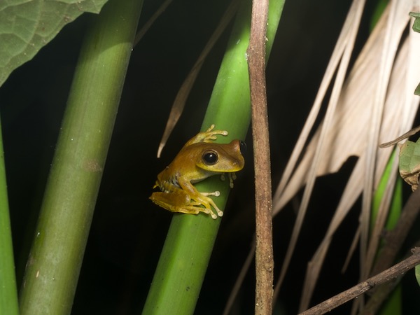 Convict Treefrog (Boana calcarata)