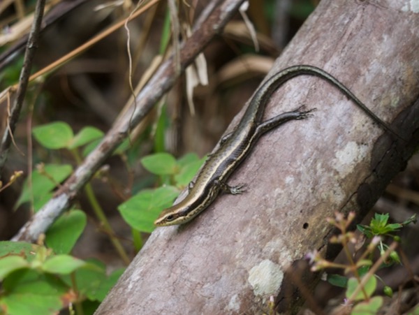 Upper-Amazon Skink (Varzea altamazonica)