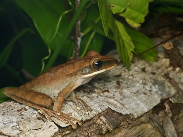 Rocket Treefrog (Boana lanciformis)