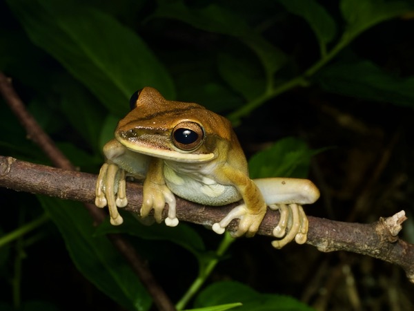 Rocket Treefrog (Boana lanciformis)