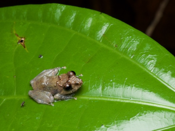 Luscombe’s Rain Frog (Pristimantis luscombei)