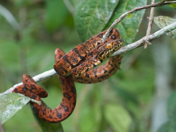 Amazon Tree Boa (Corallus hortulanus)