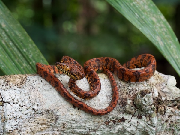 Wild Herps Boa (Corallus hortulanus)