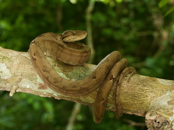 Amazon Tree Boa (Corallus hortulanus)