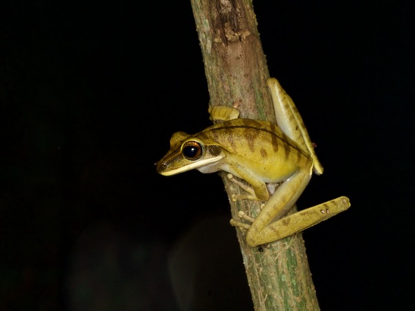 Rocket Treefrog (Boana lanciformis)