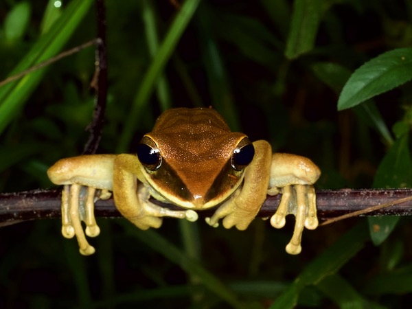 Rocket Treefrog (Boana lanciformis)