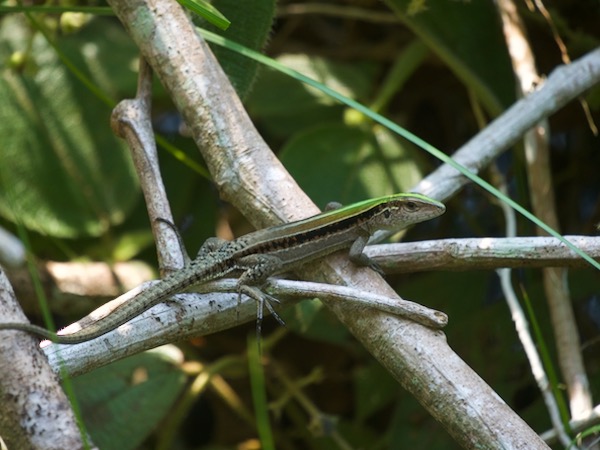 Cocha Whiptail (Kentropyx altamazonica)