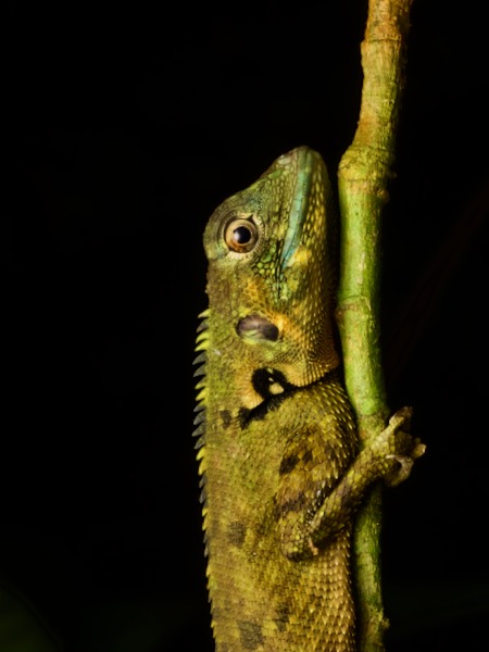 Olive Tree Runner (Plica umbra ochrocollaris)