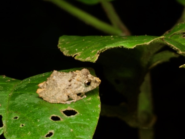 Long-nosed Rain Frog (Pristimantis carvalhoi)