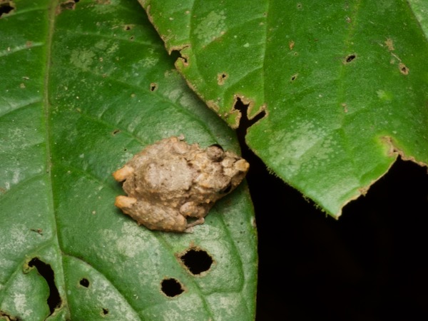 Long-nosed Rain Frog (Pristimantis carvalhoi)