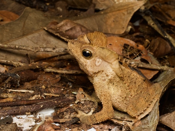 Crested Forest Toad (Rhinella "margaritifera")