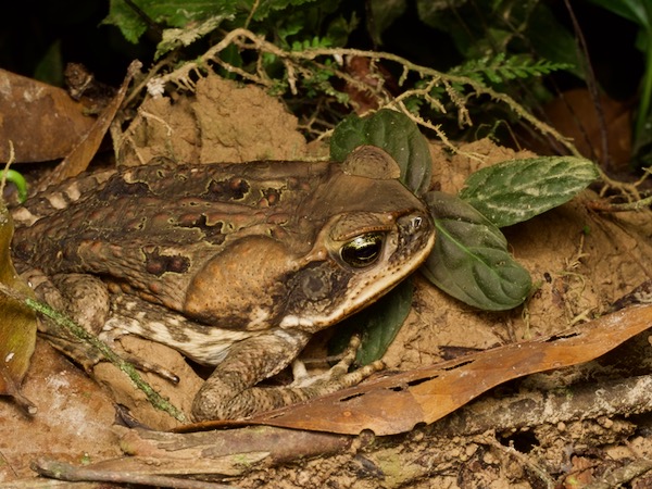 Cane Toad (Rhinella marina)