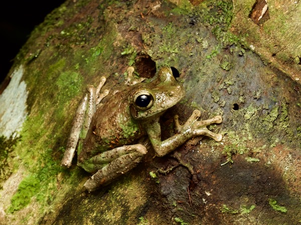 Buckley’s Slender-legged Treefrog (Osteocephalus buckleyi)