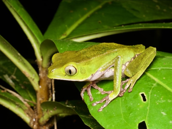 White-lined Monkey Frog (Phyllomedusa vaillantii)