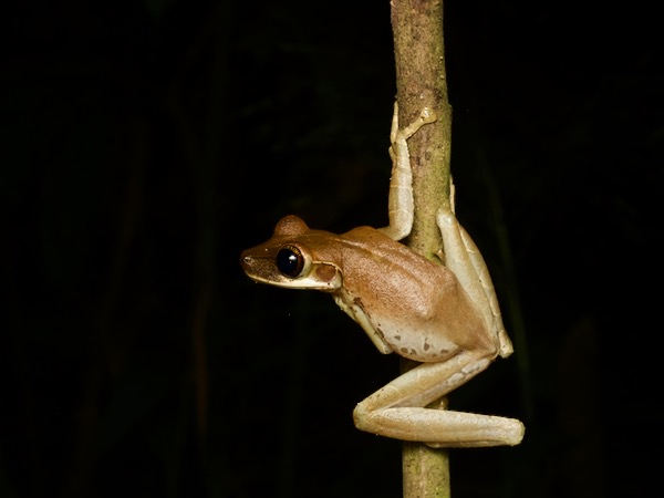 Flat-headed Bromeliad Treefrog (Osteocephalus planiceps)