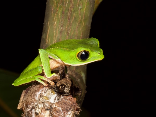 White-lined Monkey Frog (Phyllomedusa vaillantii)