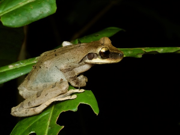 Flat-headed Bromeliad Treefrog (Osteocephalus planiceps)