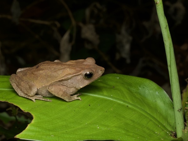 Crested Forest Toad (Rhinella "margaritifera")