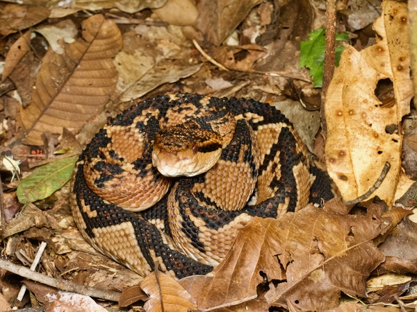 South American Bushmaster (Lachesis muta muta)