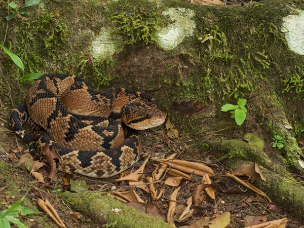 South American Bushmaster (Lachesis muta muta)