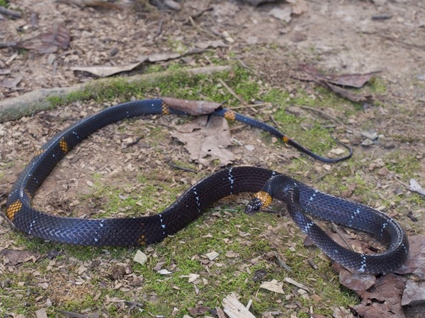 Mimic False Coral Snake (Oxyrhopus vanidicus)