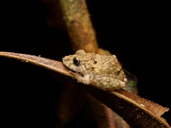 Long-nosed Rain Frog (Pristimantis carvalhoi)