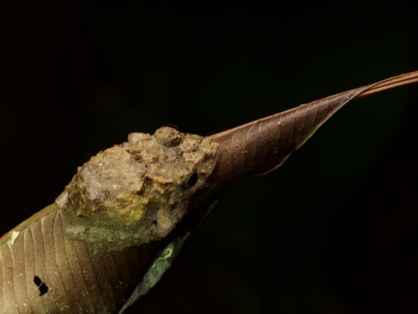 Long-nosed Rain Frog (Pristimantis carvalhoi)