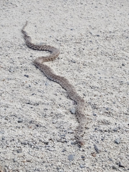 Great Basin Gopher Snake (Pituophis catenifer deserticola)